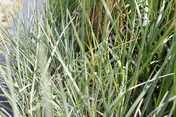 Pěchava lesklá - Sesleria nitida