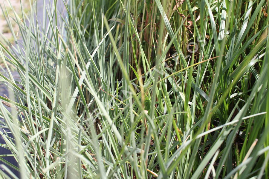 Pěchava lesklá - Sesleria nitida