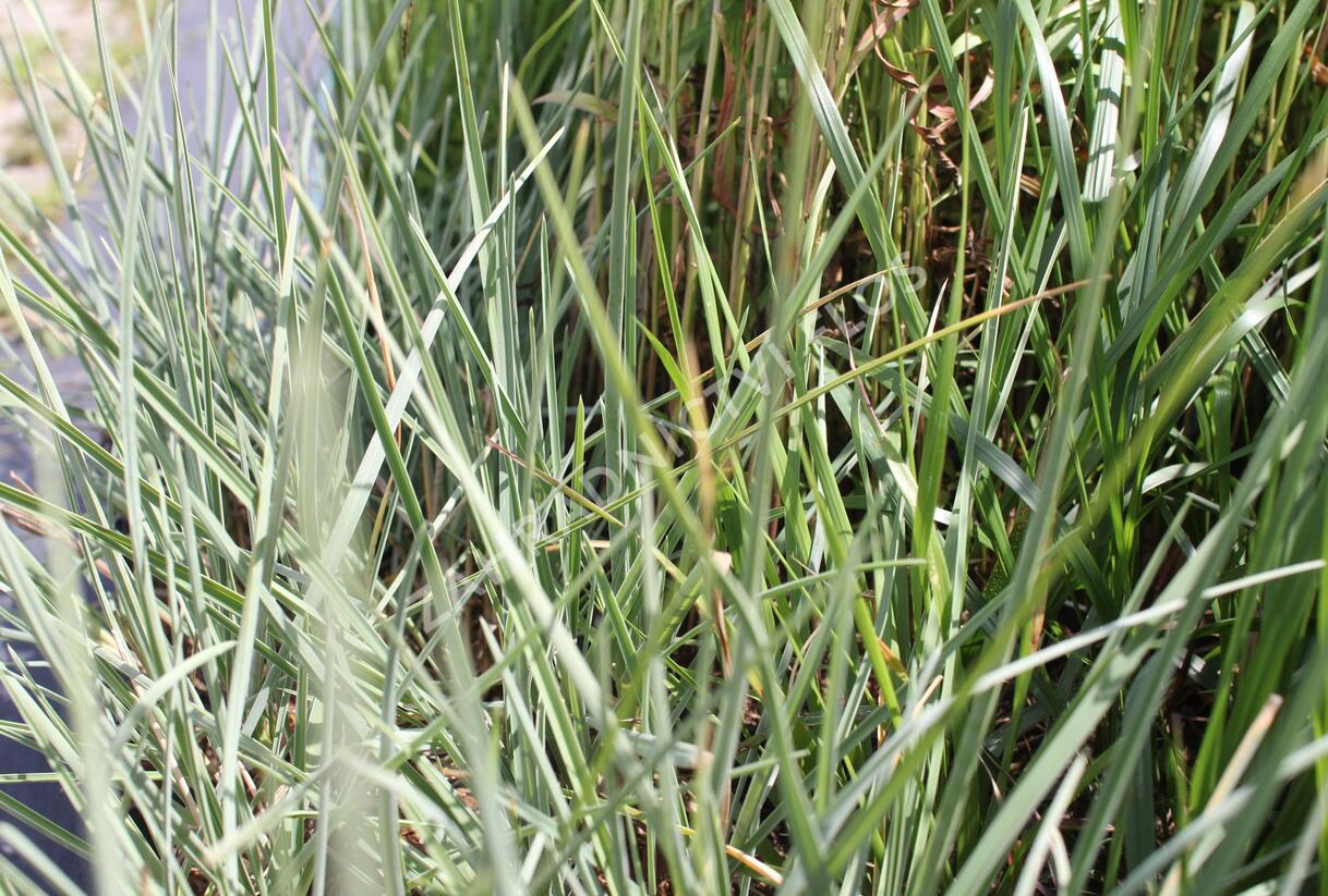 Pěchava lesklá - Sesleria nitida