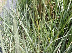 Pěchava lesklá - Sesleria nitida