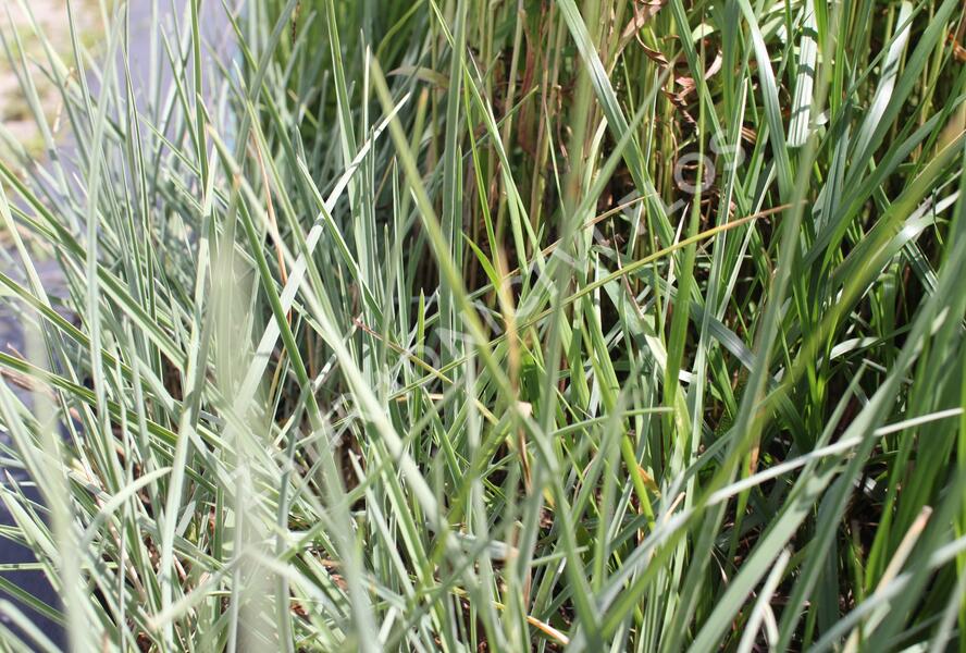 Pěchava lesklá - Sesleria nitida