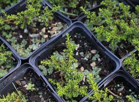 Hebe 'James Stirling' - Hebe 'James Stirling'