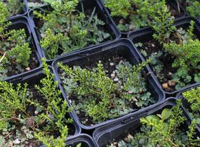 Hebe 'James Stirling' - Hebe 'James Stirling'