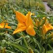 Denivka 'Gertrude Condon' - Hemerocallis 'Gertrude Condon'