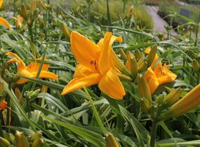 Denivka 'Gertrude Condon' - Hemerocallis 'Gertrude Condon'