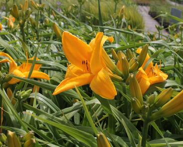 Denivka 'Gertrude Condon'