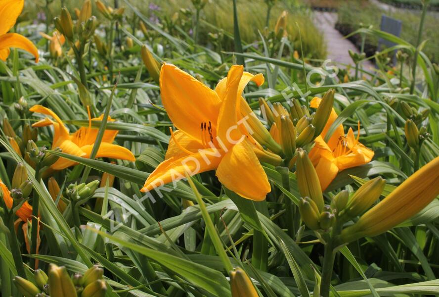 Denivka 'Gertrude Condon' - Hemerocallis 'Gertrude Condon'