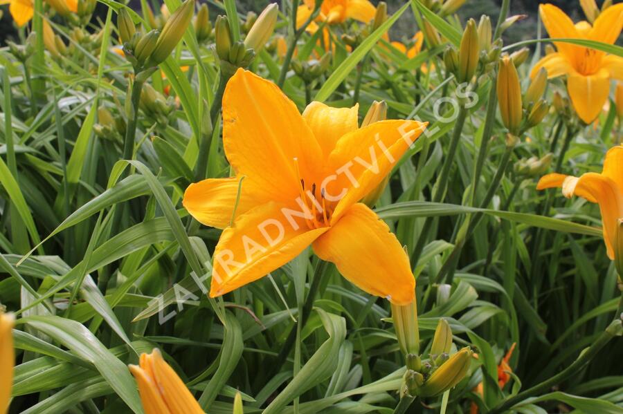 Denivka 'Gertrude Condon' - Hemerocallis 'Gertrude Condon'