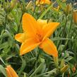 Denivka 'Gertrude Condon' - Hemerocallis 'Gertrude Condon'