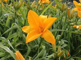 Denivka 'Gertrude Condon' - Hemerocallis 'Gertrude Condon'