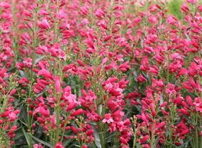 Dračík vousatý 'Pristine Scarlet' - Penstemon barbatus 'Pristine Scarlet'