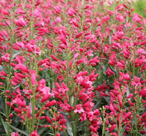 Dračík vousatý 'Pristine Scarlet' - Penstemon barbatus 'Pristine Scarlet'