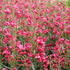 dracik-vousaty-pristine-scarlet.jpg