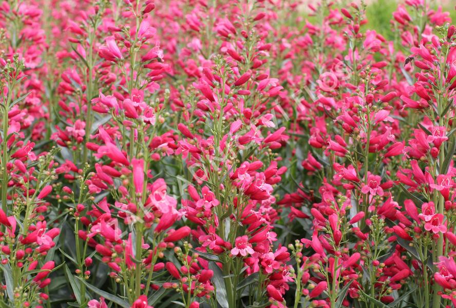 Dračík vousatý 'Pristine Scarlet' - Penstemon barbatus 'Pristine Scarlet'