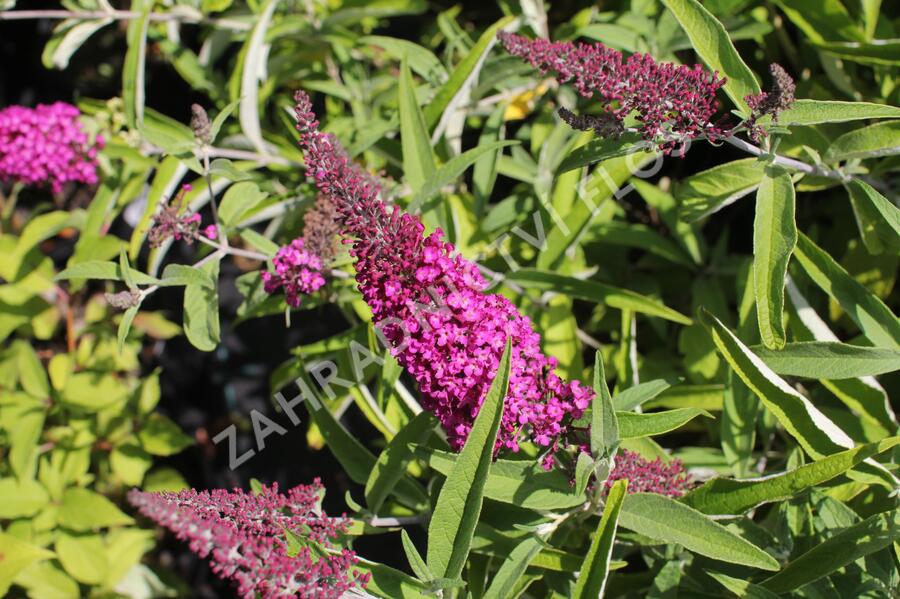 Motýlí keř, Komule Davidova 'Sugar Plum' - Buddleja davidii 'Sugar Plum'