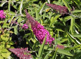 Motýlí keř, Komule Davidova 'Sugar Plum' - Buddleja davidii 'Sugar Plum'