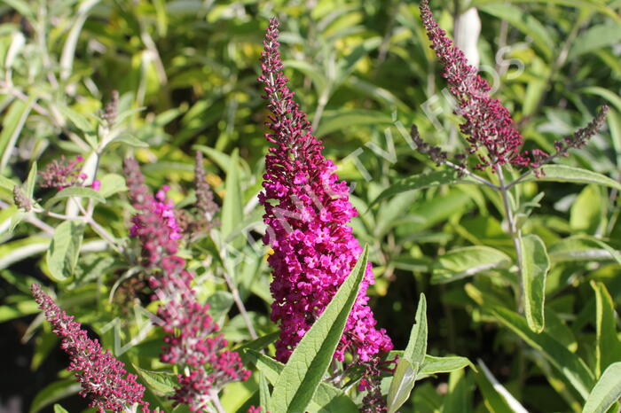 Motýlí keř, Komule Davidova 'Sugar Plum' - Buddleja davidii 'Sugar Plum'