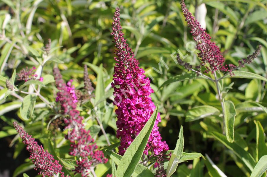 Motýlí keř, Komule Davidova 'Sugar Plum' - Buddleja davidii 'Sugar Plum'