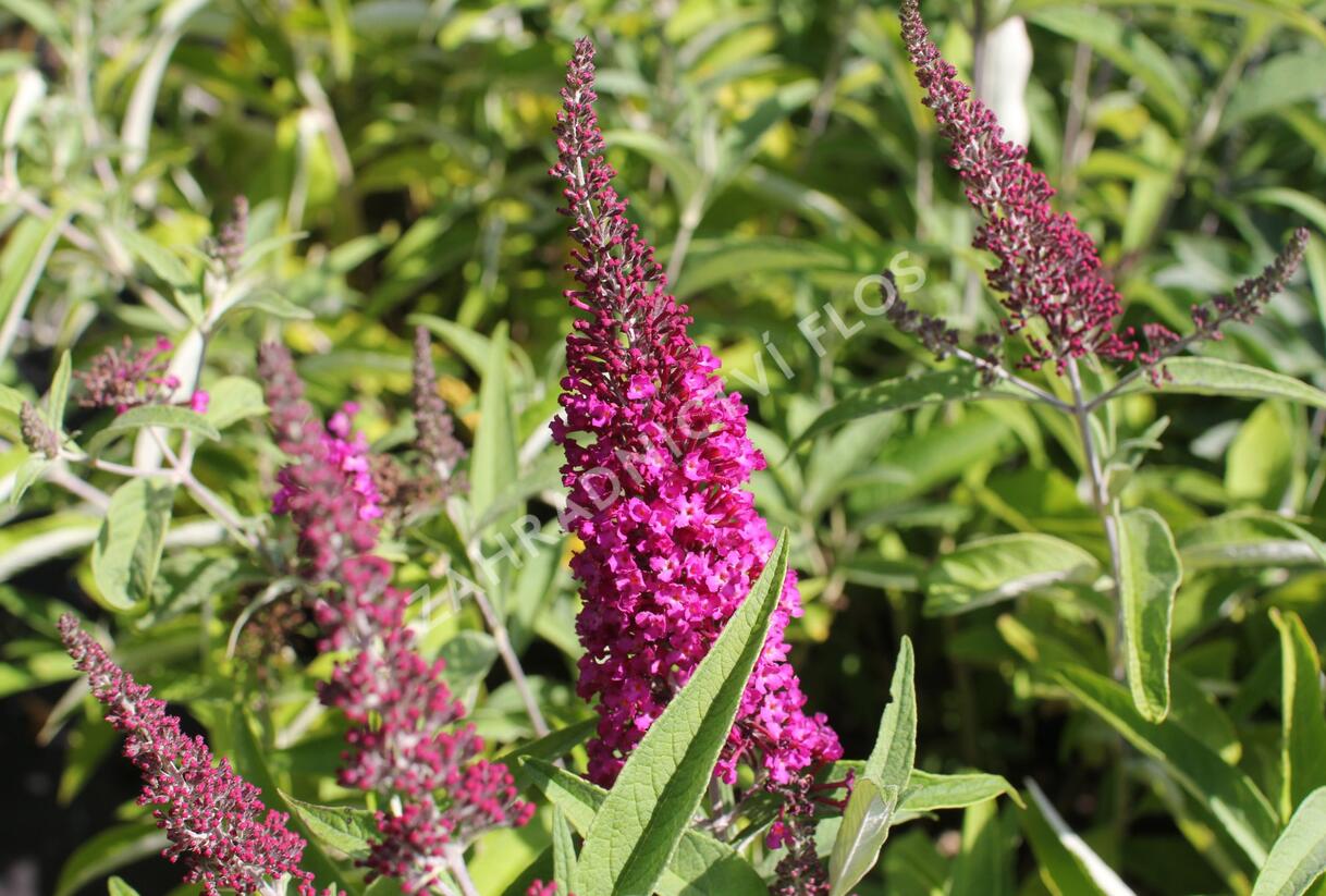 Motýlí keř, Komule Davidova 'Sugar Plum' - Buddleja davidii 'Sugar Plum'