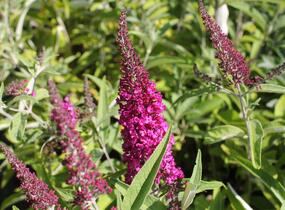 Motýlí keř, Komule Davidova 'Sugar Plum' - Buddleja davidii 'Sugar Plum'
