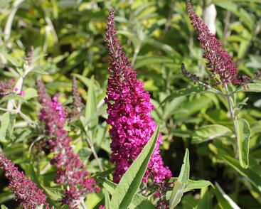 Motýlí keř, Komule Davidova 'Sugar Plum'