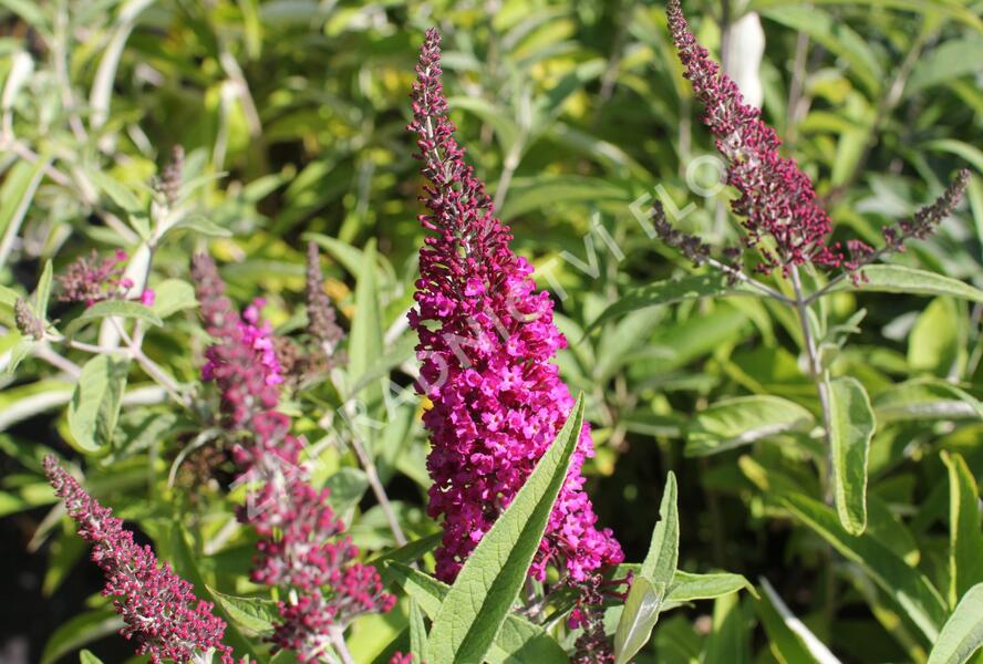 Motýlí keř, Komule Davidova 'Sugar Plum' - Buddleja davidii 'Sugar Plum'