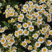 Kopretina (Řimbaba) parthenium 'Snow Star' - Chrysanthemum parthenium 'Snow Star'