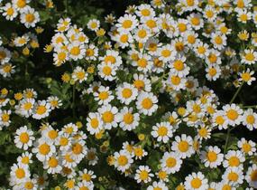 Řimbaba obecná 'Snow Star' - Chrysanthemum parthenium 'Snow Star'