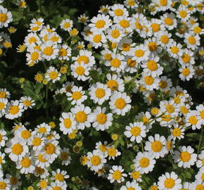 Kopretina (Řimbaba) parthenium 'Snow Star' - Chrysanthemum parthenium 'Snow Star'