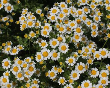 Řimbaba obecná 'Snow Star'