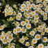 kopretina-rimbaba-parthenium-snow-star.jpg