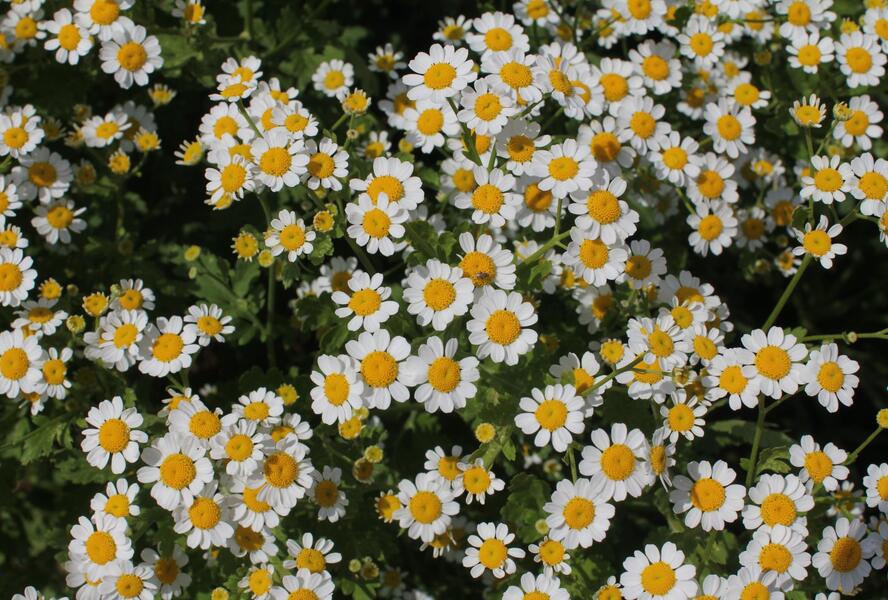 Řimbaba obecná 'Snow Star' - Chrysanthemum parthenium 'Snow Star'