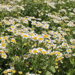 Kopretina (Řimbaba) parthenium 'Snow Star' - Chrysanthemum parthenium 'Snow Star'