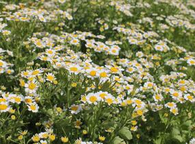 Řimbaba obecná 'Snow Star' - Chrysanthemum parthenium 'Snow Star'