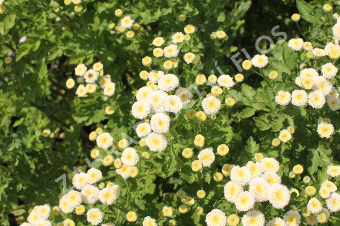 Kopretina (Řimbaba) parthenium 'Summer Spirit' - Chrysanthemum parthenium 'Summer Spirit'