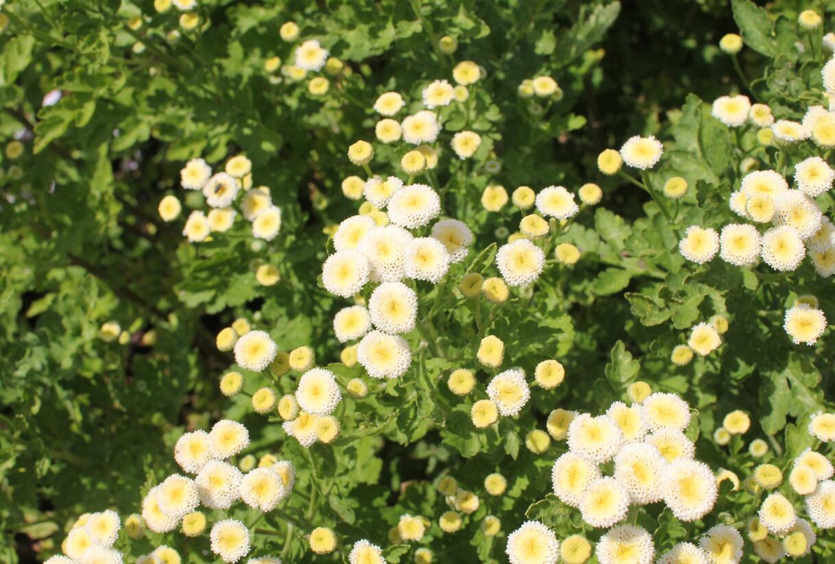 Řimbaba obecná 'Summer Spirit' - Chrysanthemum parthenium 'Summer Spirit'