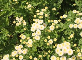 Řimbaba obecná 'Summer Spirit' - Chrysanthemum parthenium 'Summer Spirit'