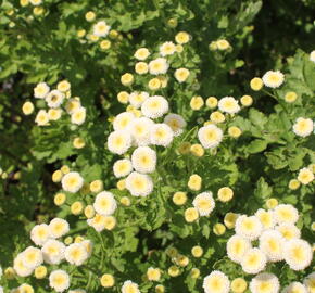 Kopretina (Řimbaba) parthenium 'Summer Spirit' - Chrysanthemum parthenium 'Summer Spirit'