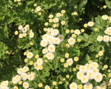 Řimbaba obecná 'Summer Spirit'