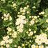 kopretina-rimbaba-parthenium-summer-spirit.jpg