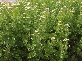 Řimbaba obecná 'Summer Spirit' - Chrysanthemum parthenium 'Summer Spirit'