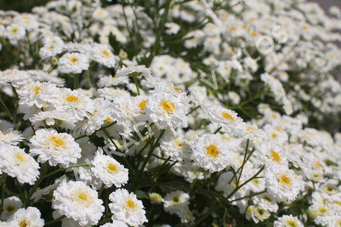 Kopretina (Řimbaba) parthenium 'Tetra White' - Chrysanthemum parthenium 'Tetra White'