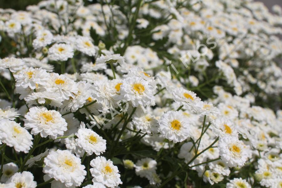 Kopretina (Řimbaba) parthenium 'Tetra White' - Chrysanthemum parthenium 'Tetra White'