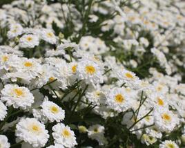 Řimbaba obecná 'Tetra White'