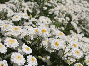Řimbaba obecná 'Tetra White' - Chrysanthemum parthenium 'Tetra White'