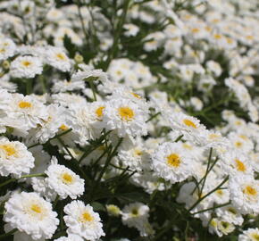 Kopretina (Řimbaba) parthenium 'Tetra White' - Chrysanthemum parthenium 'Tetra White'