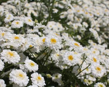 Řimbaba obecná 'Tetra White'