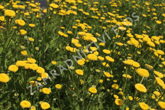 Kopretina (Řimbaba) parthenium 'Vegmo Sunny Ball Gold' - Chrysanthemum parthenium 'Vegmo Sunny Ball Gold'