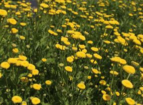 Řimbaba obecná 'Vegmo Sunny Ball Gold' - Chrysanthemum parthenium 'Vegmo Sunny Ball Gold'