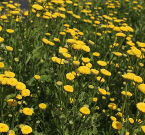 Kopretina (Řimbaba) parthenium 'Vegmo Sunny Ball Gold' - Chrysanthemum parthenium 'Vegmo Sunny Ball Gold'